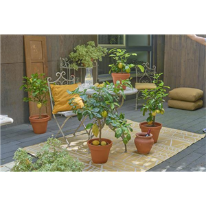 EIN GANZ BESONDERER DUFT LIEGT IN DER FRüHLINGSLUFT!