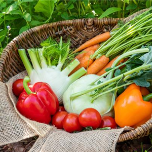 Anzucht: Vor die Tür gesetzt