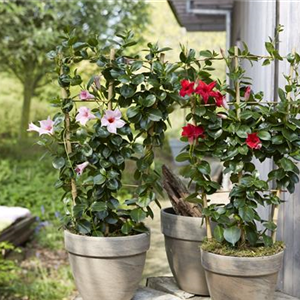 PFLANZE DES MONATS APRIL: DIPLADENIE