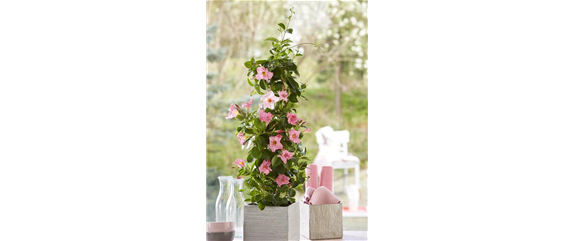 PFLANZE DES MONATS APRIL: DIPLADENIE