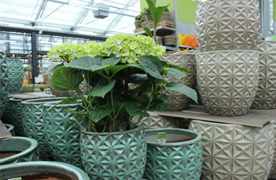 Pflanzgefäße Pflanzgefäße