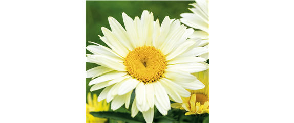 BOHO CHIC – GARTENGLüCK!