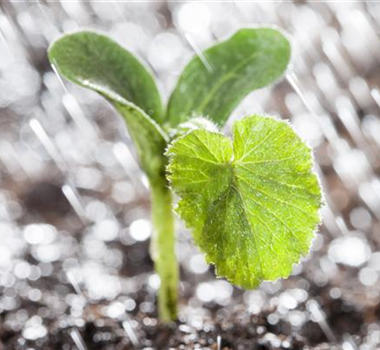 Hochbeet Anlegen - Tipps & Tricks Hochbeet Anlegen - Tipps & Tricks