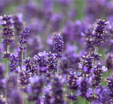 Ziergarten im August Ziergarten im August
