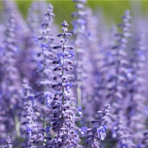 PFLANZE DES MONATS JULI: BLAURAUTE