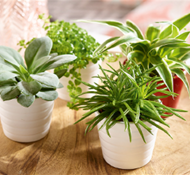 Zimmerpflanzen im April Zimmerpflanzen im April