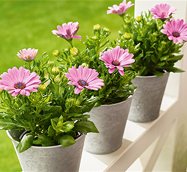 Terrasse & Balkon im August Terrasse & Balkon im August