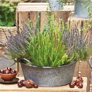 CALLUNA VULGARIS SKYLINE