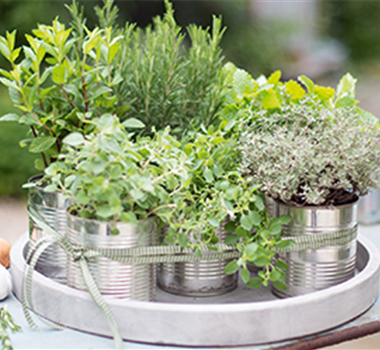 Gemüse-, Kräuter- und Obstgarten im April Gemüse-, Kräuter- und Obstgarten im April