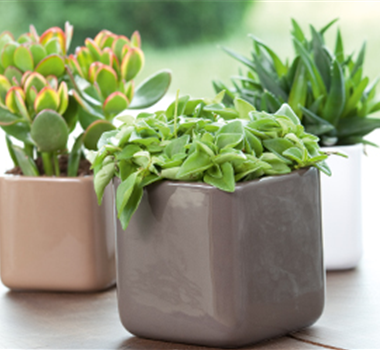 Zimmerpflanzen im August Zimmerpflanzen im August