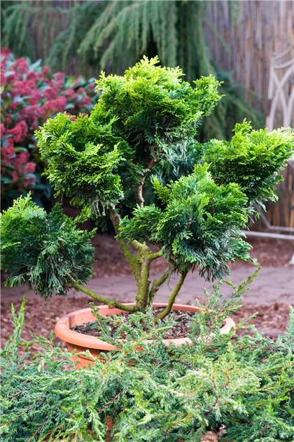 dracaena white Dracaena White Aspen main image 1