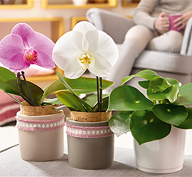 Zimmerpflanzen im Januar Zimmerpflanzen im Januar