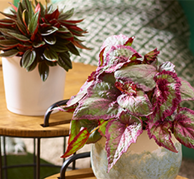 Zimmerpflanzen im September Zimmerpflanzen im September