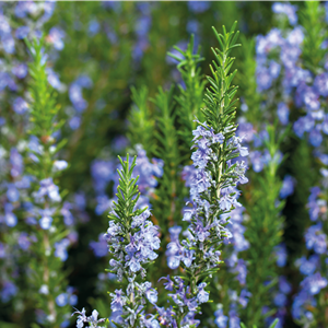 PFLANZE DES MONATS APRIL: ROSMARIN