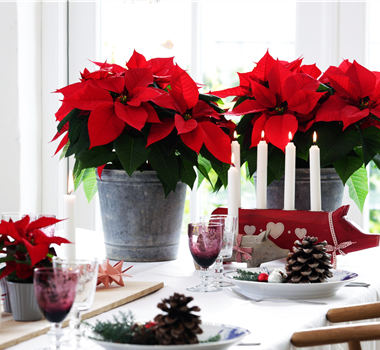 BLüHENDE GESCHENKIDEEN! BLüHENDE GESCHENKIDEEN!