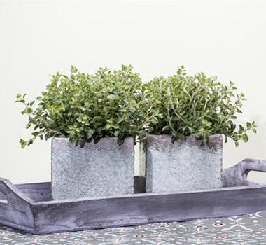 FRISCHE VIELFALT! FRISCHE VIELFALT!