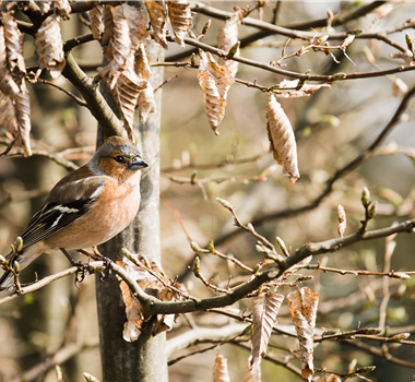 TIPPS ZUR WINTERVOGELFüTTERUNG!