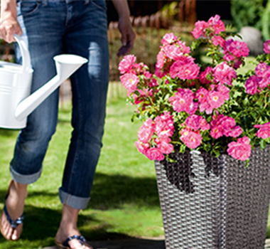 Ziergarten im Juli Ziergarten im Juli