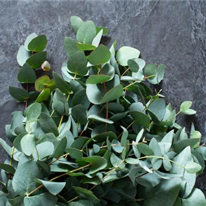 PFLANZE DES MONATS NOVEMBER: EUKALYPTUS