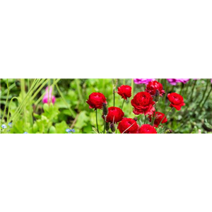 Buch des Monats: Mai!