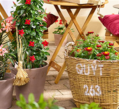 Feurige Blütenpracht Feurige Blütenpracht