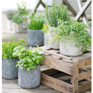 Grillen mit frischen Kräutern