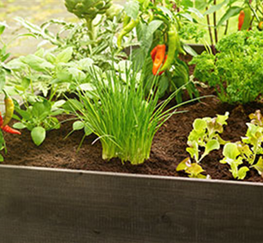 Gutes aus dem Hochbeet Gutes aus dem Hochbeet