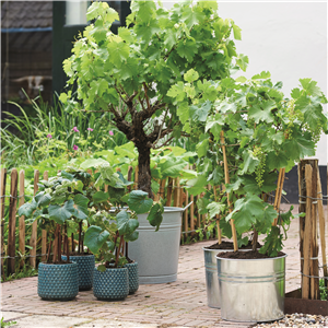 MEDITERRANE KüBELPFLANZEN! 