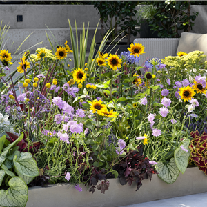 VOLLE BLüTE SOMMER! 