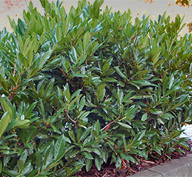 Heckenpflege im Frühjahr Heckenpflege im Frühjahr