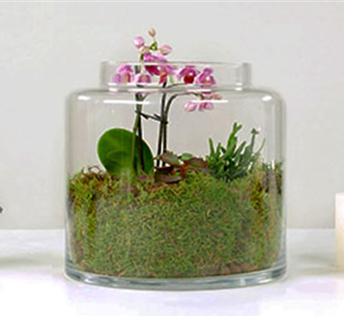 Orchideen-Terrarium Orchideen-Terrarium
