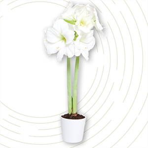 Industrial Design trifft Gold