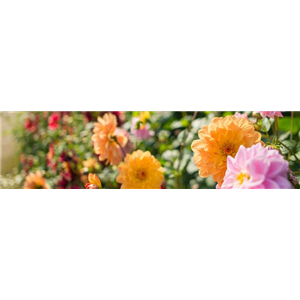 Buch des Monats: Juli!