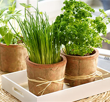 Kräuter von der Fensterbank Kräuter von der Fensterbank