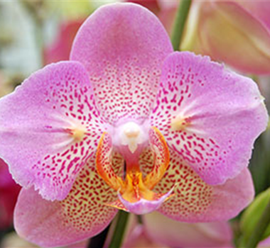 Orchideenblüte Orchideenblüte